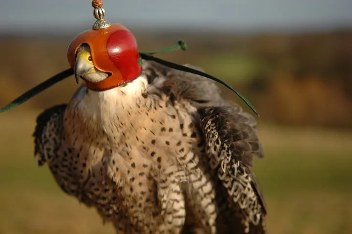 Handler with a hawk, emphasising humane treatment in pest control