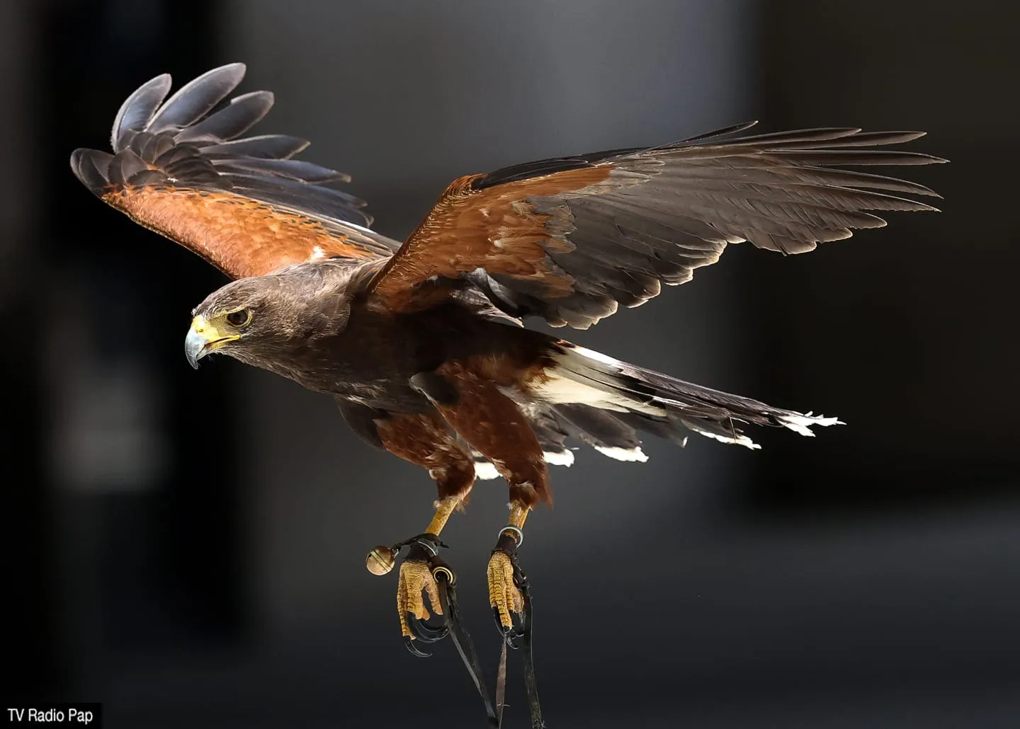 A bird of prey illustrating its benefits for pest control
