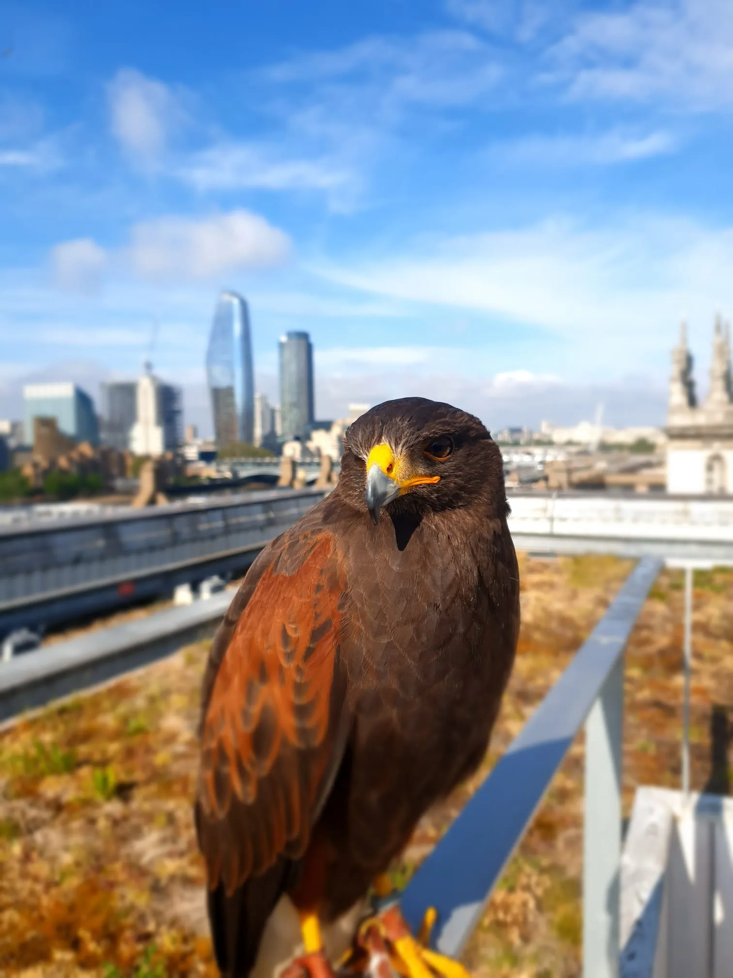 Bird pest control at the BBC